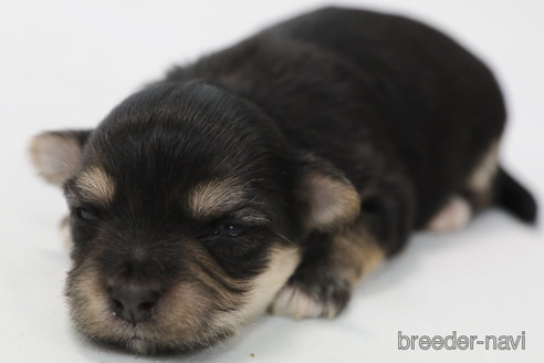 成約済の神奈川県のミックス犬-346926の4枚目